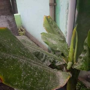 BPPTKG: Gejala Awal Letusan Merapi Tidak Jelas