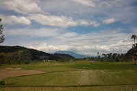 Pemandangan hamparan sawah-ladang yang hijau saat menuju lokasi wisata Lembah Harau (Fayyas/detikTravel)