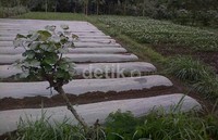 Lahan pertanian terguyur abu di Desa Sukorame, Musuk, Boyolali.