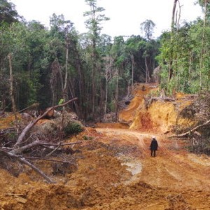 Pemda Jor-joran Beri Izin Tambang dan Sawit, Hutan Kalimantan Mulai Menipis