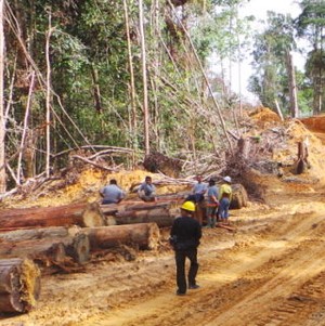 Hutan Berau di Kalimantan Mulai Terancam Rusak
