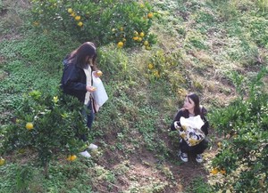 Agrowisata di Jepang, Petik dan Makan Jeruk Sepuasnya