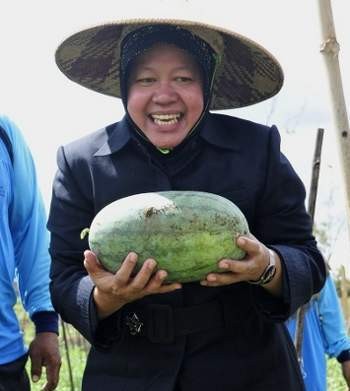 Tanaman Semangka Inul Subur Berkat Pupuk Jerami