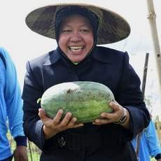 Tanaman Semangka Inul Subur Berkat Pupuk Jerami