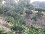 Petik dan Makan Jeruk Sepuasnya di Agrowisata Jepang