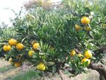 Petik dan Makan Jeruk Sepuasnya di Agrowisata Jepang