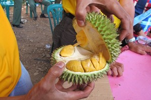 Durian Tembaga, Paling Enak dari Sumatera Selatan