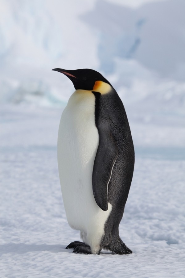7 Jenis Penguin Lucu dan Tempat Melihatnya