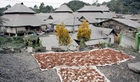 Atap rumah warga memutih. (Samot Hutagaol).