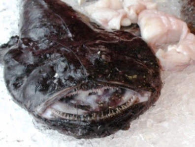 Sperma Ikan Kod dan Ikan Paus, Makanan Unik dari Jepang