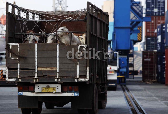 RI Masih Berat Setop Impor Sapi dan Daging dari Australia