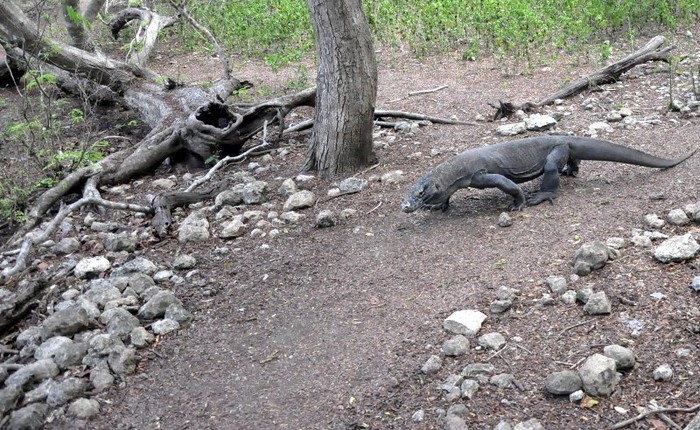 Ini Penampakan Komodo yang Paling Gahar