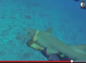 Nekat, Turis Ini Berenang Sambil Memeluk Hiu di Bora-bora