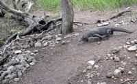 Inilah komodo yang paling sering menggigit karyawan di TN Komodo. Ada 4 pulau yang termasuk dalam TN Komodo tapi hanya 2 yang ditinggali komodo yaitu Pulau Rinca dan Pulau Komodo (Shafa/detikTravel)
