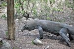 Ini Penampakan Komodo yang Paling Gahar
