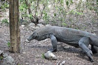 Komodo yang paling galak ini berjenis kelamin jantan. Waktu pertama kali menggigit, ia langsung dipindah ke pulau lain. Namun, ia tetap berenang kembali ke pulau ini yaitu Pulau Rinca (Shafa/detikTravel)