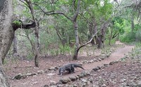 Akhirnya, setelah 3 kali kembali, hewan berdarah dingin ini tidak lagi dipindah dan dibiarkan tinggal di Pulau Rinca. Hanya saja, para ranger harus ekstra menjaga wisatawan dan para karyawan harus lebih siaga menjaga diri (Shafa/detikTravel)
