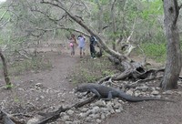 Para wisatawan pun penasaran dengan penampakannya. Beruntung saat itu komodo yang paling ganas memunculkan diri dan berlalu di antara wisatawan dengan langkah yang mantap (Shafa/detikTravel)