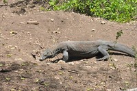 Komodo ini sedang mencari telur komodo untuk dimakan. Komodo yang galak ini memiliki tanda di punggung yaitu warna hijau. Jadi para ranger dan karyawan bisa siaga saat melihatnya (Shafa/detikTravel)
