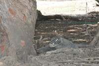 Setelah berburu telur, ia berteduh di bawah pohon. Komodo memang tidak suka dengan udara yang panas. Meski sedang berteduh, sikapnya tetap waspada dan siap menyerang (Shafa/detikTravel)