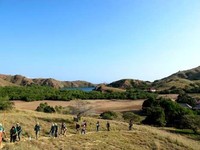 Pulau Rinca yang cantik ini punya sekitar 2.000 ekor komodo yang hidup liar. Jumlah ini lebih banyak dibanding yang ada di Pulau Komodo (Shafa/detikTravel)