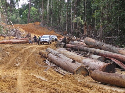 Melihat Lebih Dekat Proses Produksi Kayu Legal