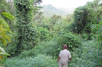 Untuk melihat air terjun 9 Tingkat, Anda terlebih dulu harus trekking sekitar 30 menit. Anda akan melewati semak belukar dan berjalan di bawah pepohonan yang rimbun (Afif/detikTravel)
