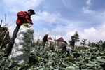 Petani Lembang Panen Brokoli