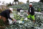 Petani Lembang Panen Brokoli