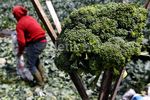 Petani Lembang Panen Brokoli