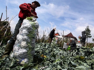 Petani Lembang Panen Brokoli
