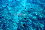Menikmati Keindahan Bunaken