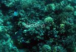 Menikmati Keindahan Bunaken