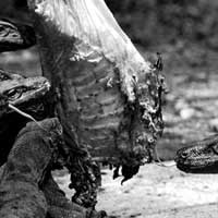 Gara-gara Minum Air Sungai, Seekor Komodo di KBS Mati