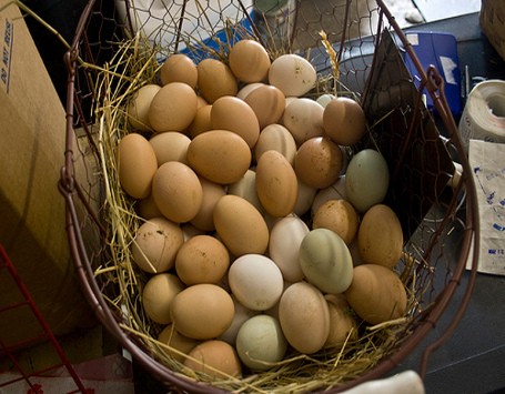 Apa Bedanya Telur Ayam Kampung dan Negeri?