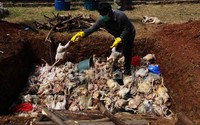 Total jumlah barang bukti yang dimusnahkan sebanyak sekitar 1.974 Kg yang terdiri dari Daging ayam berformalin sebanyak 1.421 Kg, Usus ayam berformalin sebanyak 52 kg.