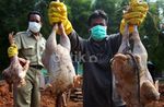 Daging Berformalin Hingga Bangkai Ayam Dimusnahkan