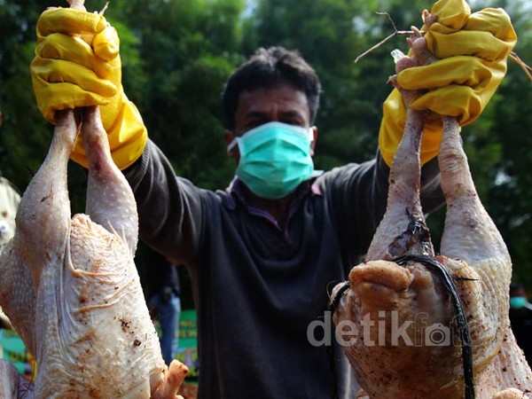 Daging Berformalin Hingga Bangkai Ayam Dimusnahkan