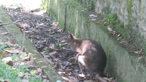 Ini Cara Ragunan Cegah Pembantaian Terhadap Kanguru Terulang