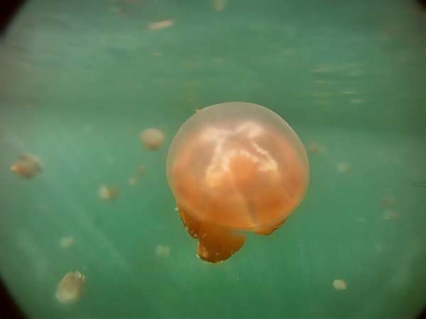 Hati-hati, 7 Hewan Laut Ini Berbahaya