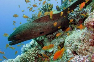 Mesir Punya Safari Bawah Laut di Laut Merah