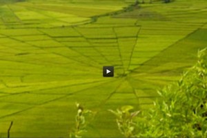 Sawah Spiderman yang Unik