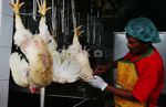 Melihat Proses Pemotongan Ayam di RPU Petukangan