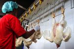 Melihat Proses Pemotongan Ayam di RPU Petukangan