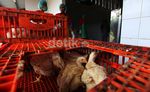 Melihat Proses Pemotongan Ayam di RPU Petukangan
