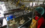 Melihat Proses Pemotongan Ayam di RPU Petukangan