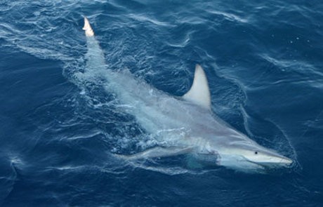 Asyik Berselancar, Pemuda Australia Tewas Diserang Hiu