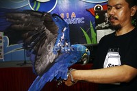 Kaka Tua berbulu biru bernilai Rp 45 juta. Lamhot Aritonang/detikFoto.