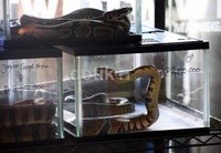 Sejumlah reptil juga dijual pada pameran tersebut. Lamhot Aritonang/detikFoto.