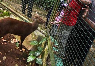 Hari Libur Satwa Ragunan Masih Tunggu Proses Administratif